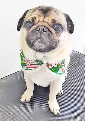 田邊ギンちゃん