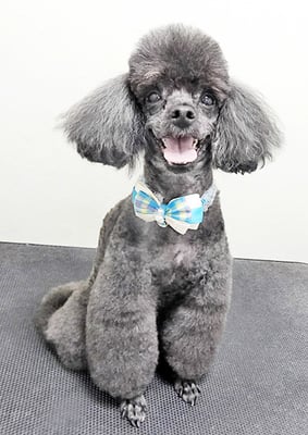 竹崎ルフィちゃん