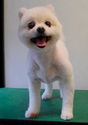 千葉チビちゃん