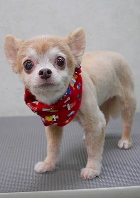 江上ベベちゃん