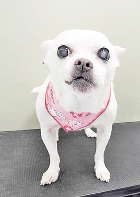 新山ランちゃん