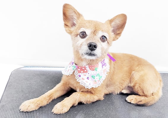 助村ルウちゃん