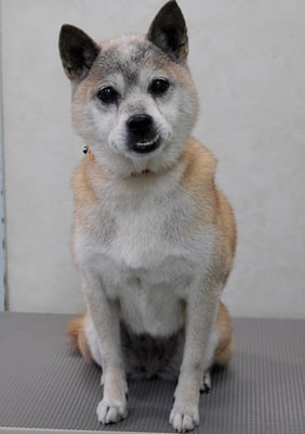 八反田チョコちゃん