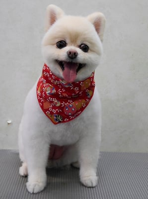 千葉チビちゃん