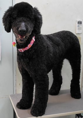 瀬戸山ココアちゃん