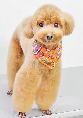 吉村弦之介ちゃん