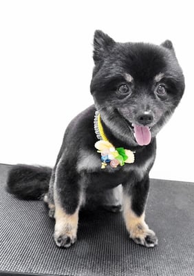 福山ポパイちゃん