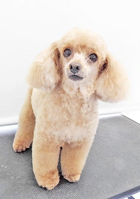 森崎ネネちゃん