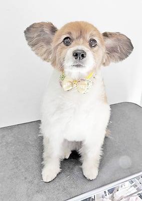 玉利ゆずちゃん