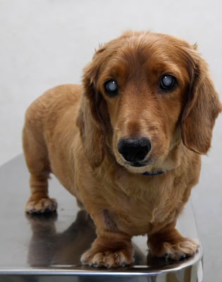 上野モンタちゃん