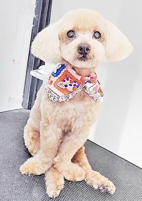 北チャ子ちゃん