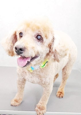 本田ゆめちゃん