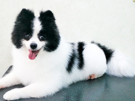 森崎マリアンちゃん