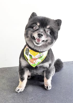 福山ポパイちゃん