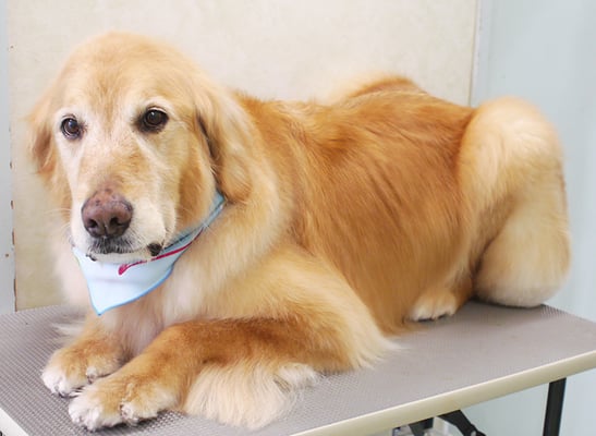 園田ファミレちゃん