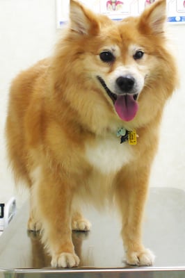 村松ゴンちゃん