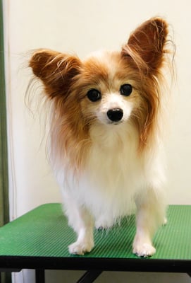 児島ヴィヴィアンちゃん