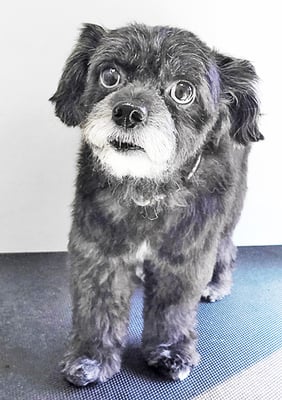 濱田リヨンちゃん