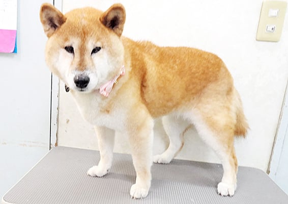 瀧川カルちゃん