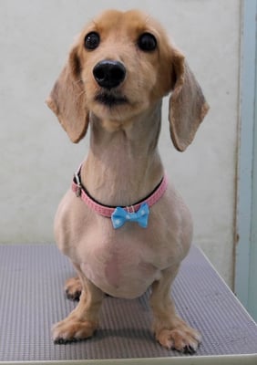 宮嵜エッヂちゃん