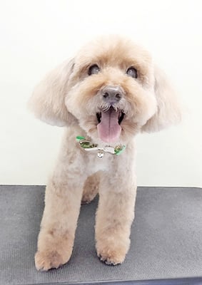 米澤ミントちゃん