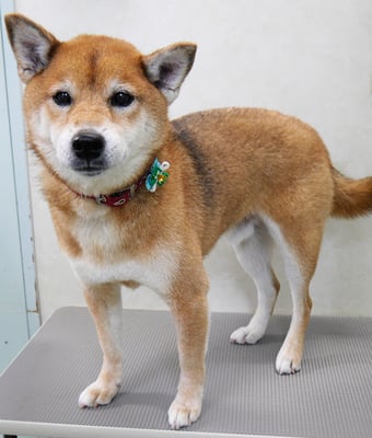 大井ジュンちゃん