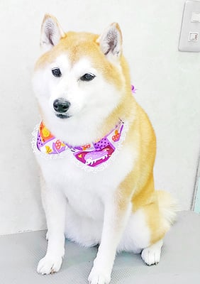 小村ゆずちゃん