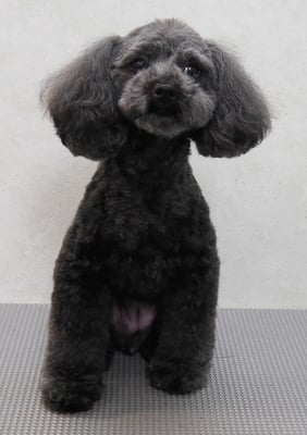 森崎ラブちゃん