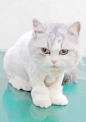 榎元ミーちゃん