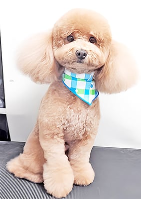 佐多ぶいちゃん