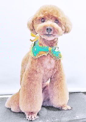 吉村弦之介ちゃん