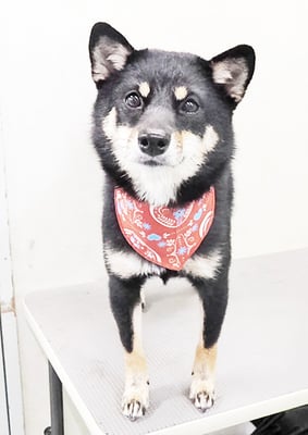 登あんこちゃん