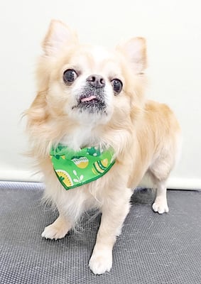 大山ココちゃん