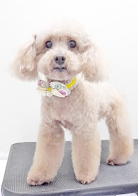 福田ダイアリーちゃん