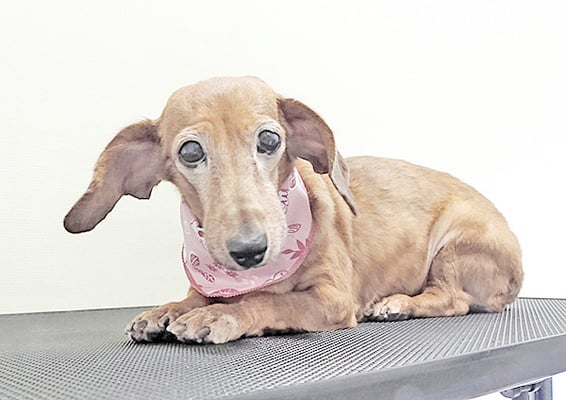 別府モモちゃん