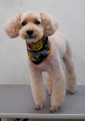 岩元アップちゃん