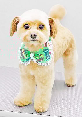 竹之内ピノちゃん