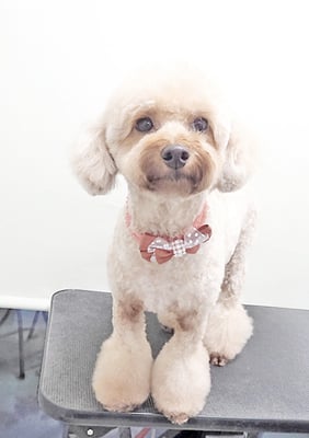 玉利ココちゃん