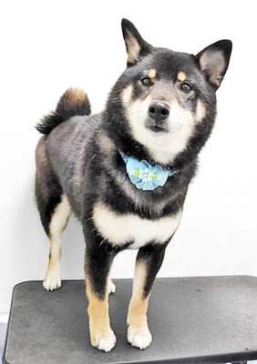 貴島ボタンちゃん