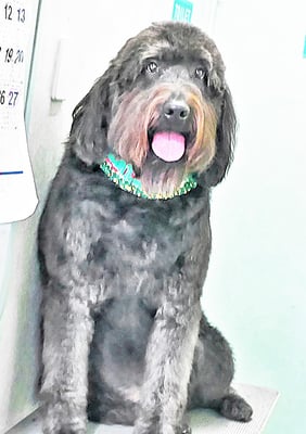 田代ロッティちゃん