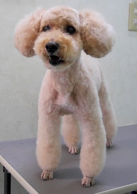 岩元アップちゃん