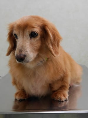 別府リンちゃん