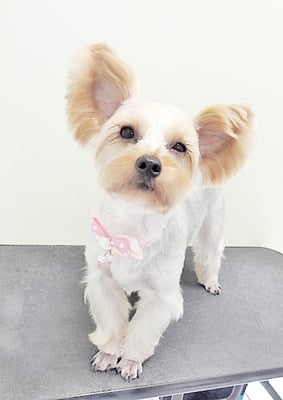 米森もーりーちゃん