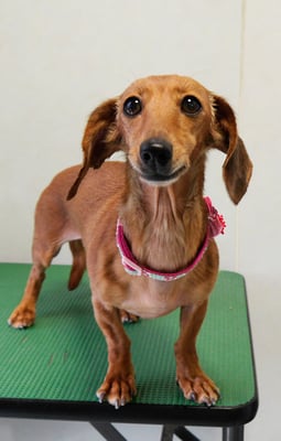 別府モモちゃん