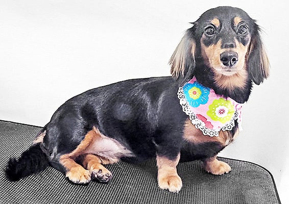 馬ラッキーちゃん