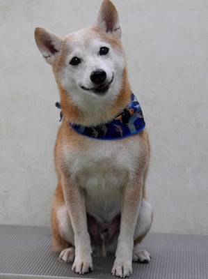 有馬コタロウちゃん