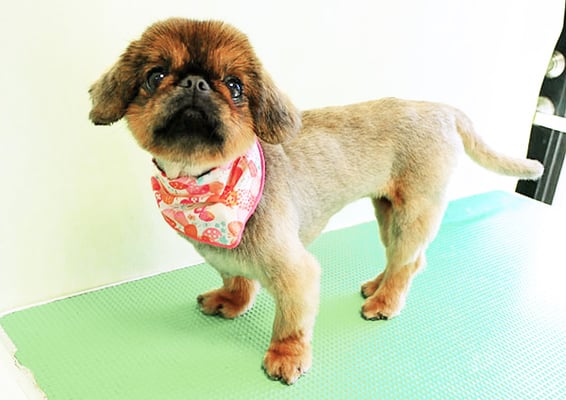 大里キラちゃん