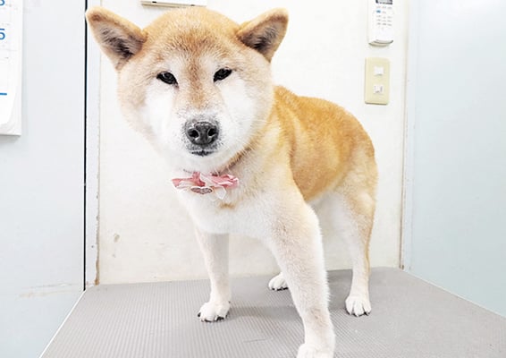 瀧川カルちゃん