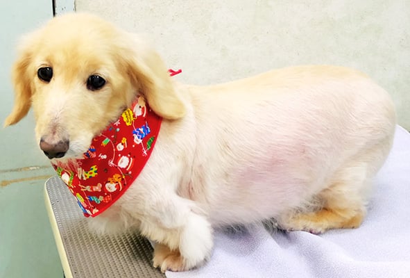 鳥越ハッピーちゃん