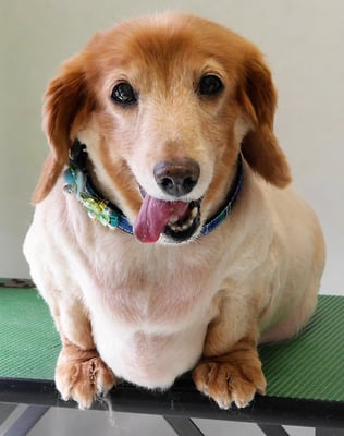 別府リンちゃん